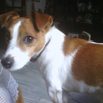 Foto de Fitzwilliam Darcy of Pemberley Manor, MR DARCY, macho y de raza Jack Russell Terrier