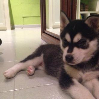 Foto de Brenda, hembra y de raza Husky Siberiana