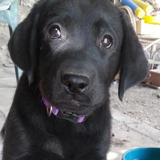 Foto de Lana, hembra y de raza Labrador