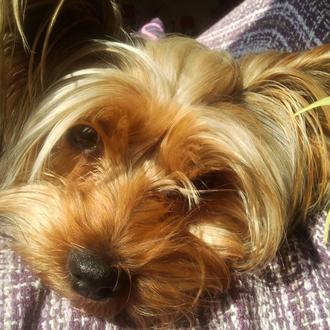 Foto de Nico, macho y de raza Yorkshire