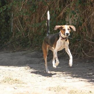 Foto de Luna, hembra y de raza Mestiza