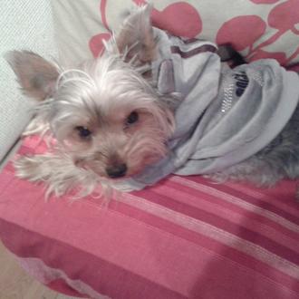 Foto de LOLA, hembra y de raza yorkshire