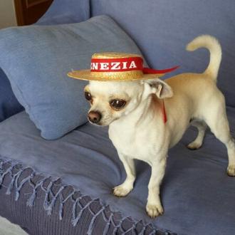 Foto de Biggie, macho y de raza Chihuahua 