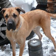Foto de Brutus, macho y de raza mestizo, madre shar-pei y padre gran danés