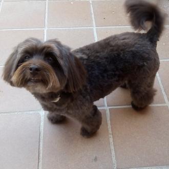 Foto de Chulita, hembra y de raza Mestiza (cruce bichon+perro de aguas)