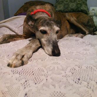 Foto de Allegra, hembra y de raza Galgo español