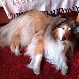 Foto de Noa, hembra y de raza Rough collie