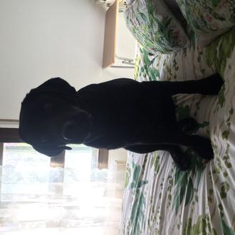 Foto de Vito, macho y de raza Labrador