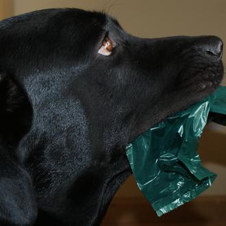 Foto de bruno, macho y de raza labrador