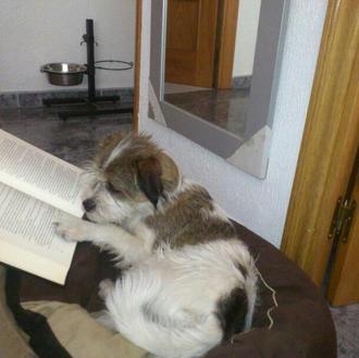 Foto de coco, macho y de raza mestizo