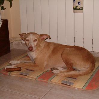 Foto de LInda, hembra y de raza Podenca