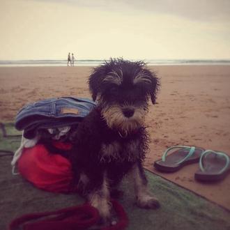 Foto de Bollo, hembra y de raza Schnauzer mini