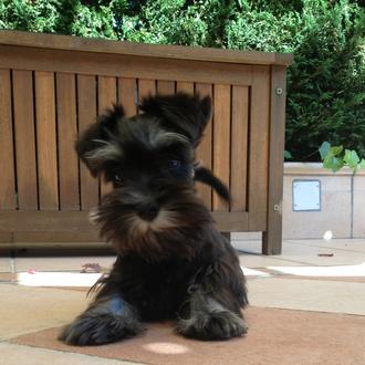 Foto de Mia, hembra y de raza schnauzer miniatura