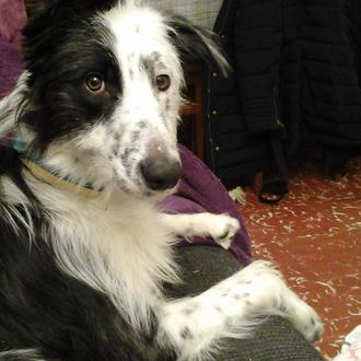 Foto de Goffy, macho y de raza Border collie con mezcla de gos d'atura