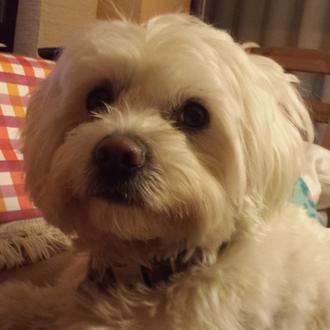 Foto de Toro, macho y de raza bichon maltes
