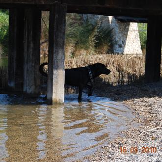 Foto de nero, macho y de raza mestizo labrador