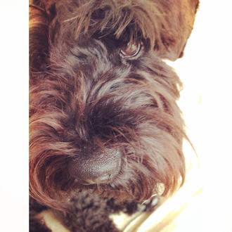 Foto de Oliva, hembra y de raza Schnauzer