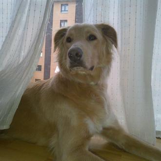 Foto de David, macho y de raza Golden 