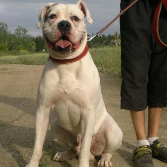 Foto de Bayron, macho y de raza Bulldog Americano