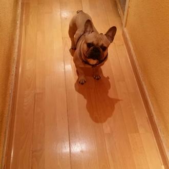Foto de snoop, macho y de raza bulldog frances