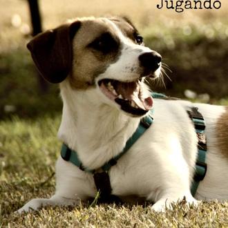 Foto de Alma, hembra y de raza Mestizo
