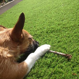 Foto de Beni, macho y de raza Mix. Perro con personalidad