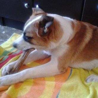 Foto de Baloo, macho y de raza Mestizo perfecto
