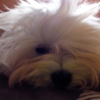 Foto de Lolo, macho y de raza Bichon Maltes