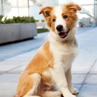 Foto de Geroniomo Otto de Marchant (Otto), macho y de raza Border Collie