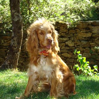 Foto de Nana, hembra y de raza Cocker Spaniel