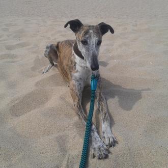 Foto de Zeta, hembra y de raza Galgo