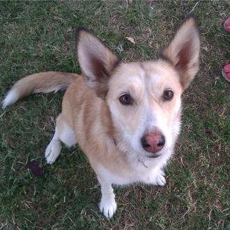 Foto de Vera, hembra y de raza Cruce de podenco y husky rojo