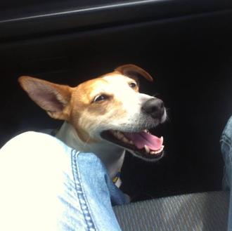 Foto de Queen, hembra y de raza Jack Russell