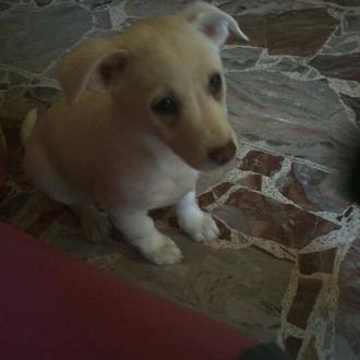 Foto de Pícara, hembra y de raza Mix Jack Russel