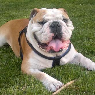 Foto de Bourbon, macho y de raza Bulldog Ingles