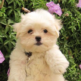 Foto de Bruno, macho y de raza Bichón Maltés
