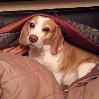 Foto de Pintxo, macho y de raza Beagle