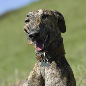 Foto de Melchor, macho y de raza Galgo