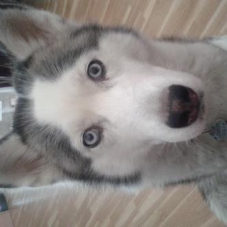 Foto de cookie, hembra y de raza husky siberiano