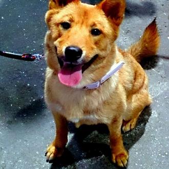 Foto de Roxy, hembra y de raza Shiba Inu