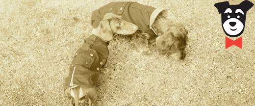 gallery-active-img