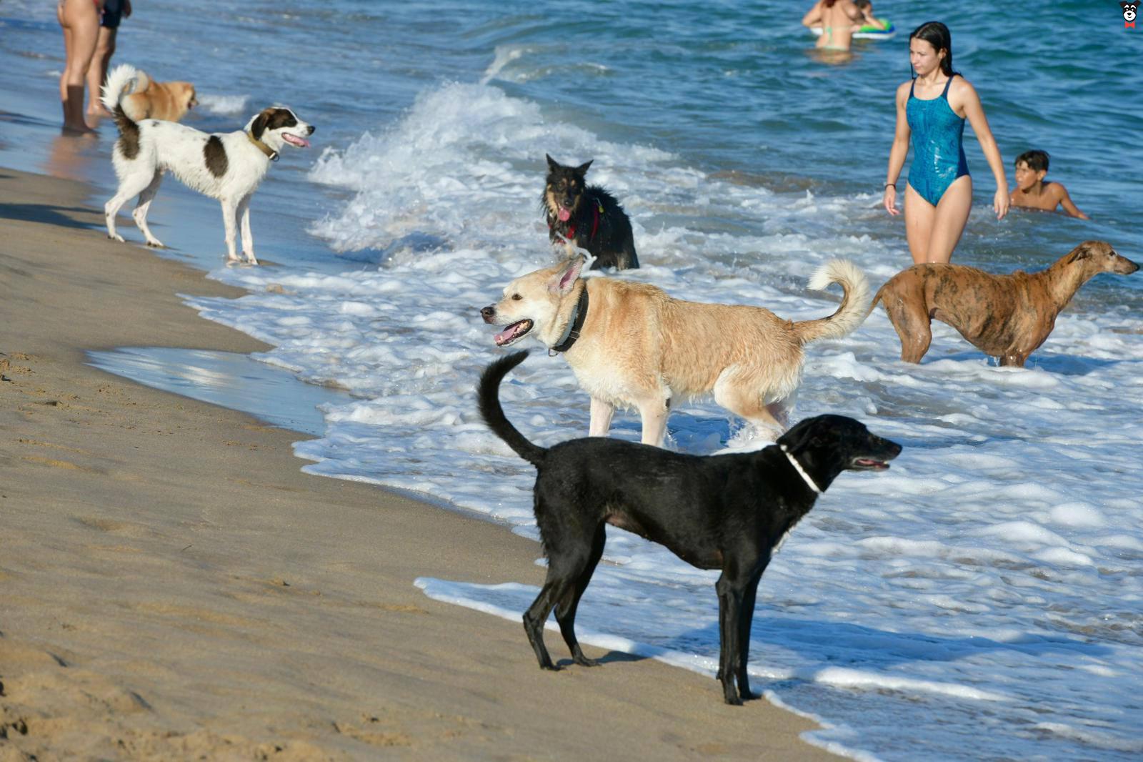 gallery-active-img
