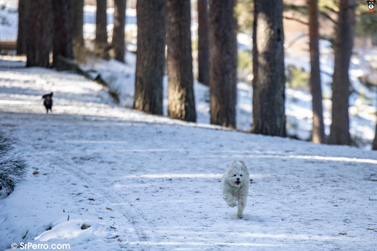 gallery-active-img