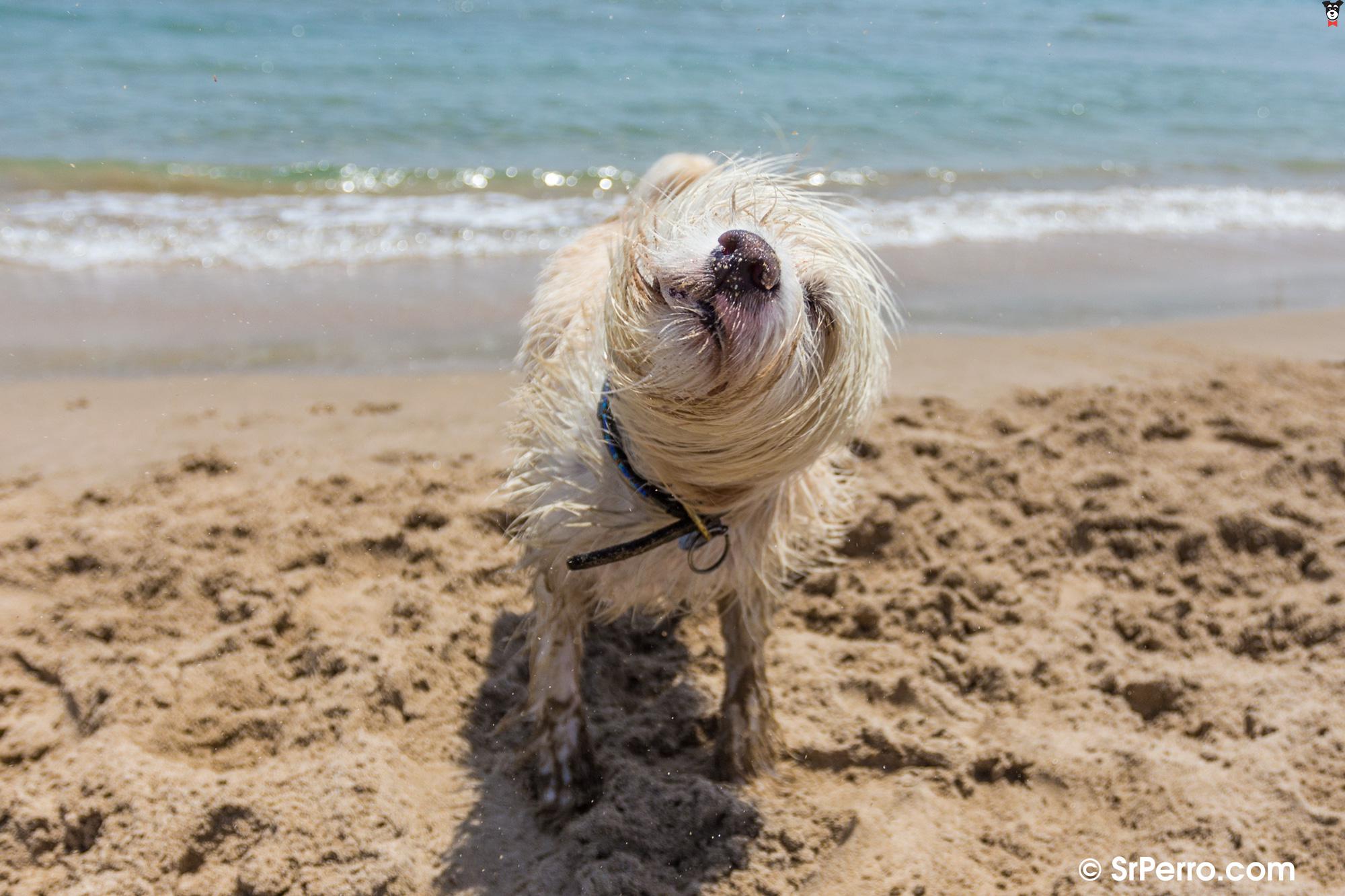 Cornualles Expresión muerto Playa para perros Montgat - El Masnou