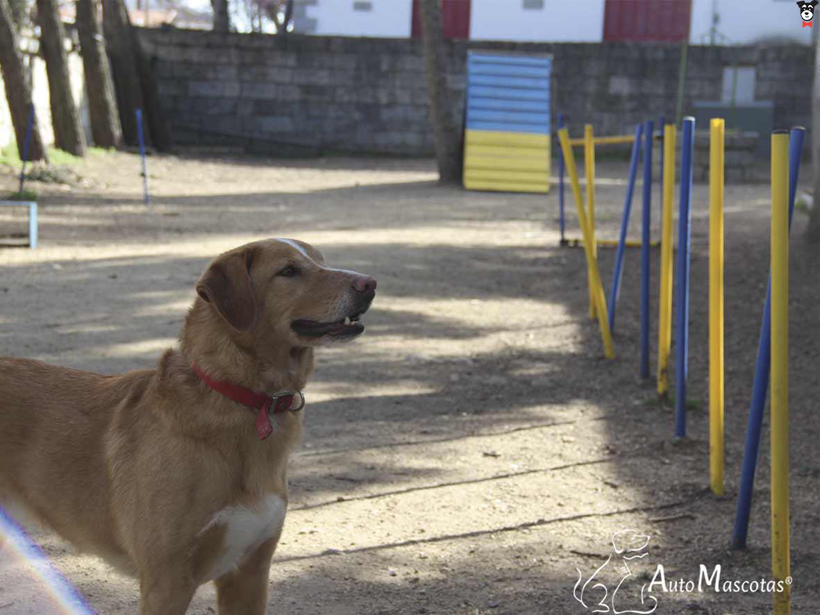 gallery-active-img