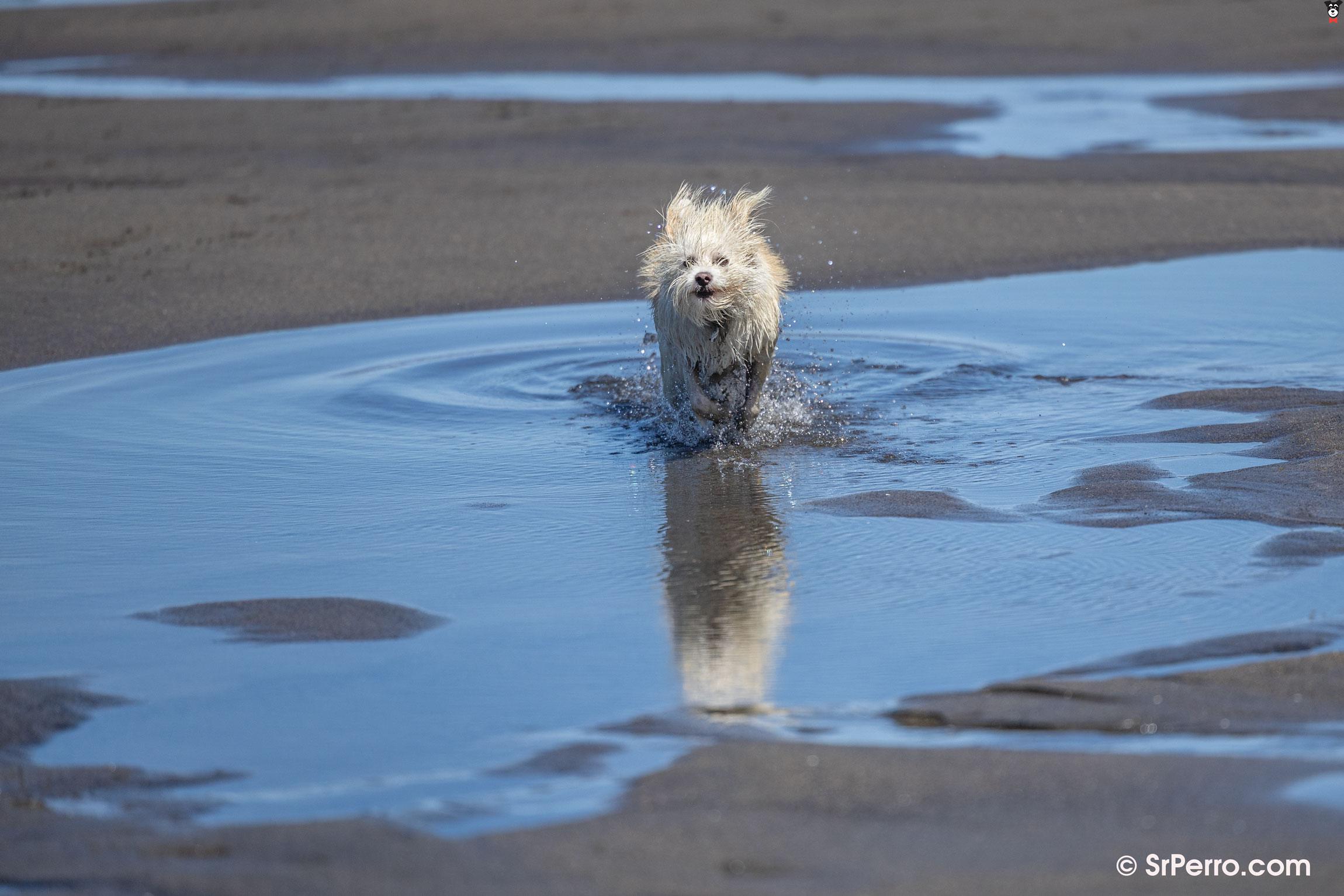 gallery-active-img