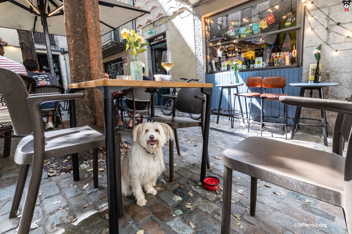 gallery-active-img