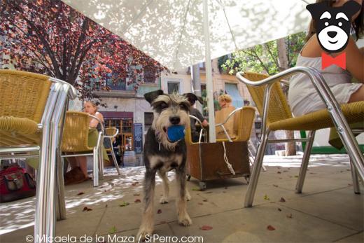 gallery-active-img