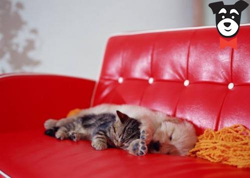 gallery-active-img