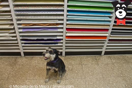 gallery-active-img